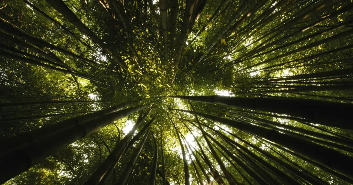 Corporate Philanthropy in Action: Our Partnership with Evertreen